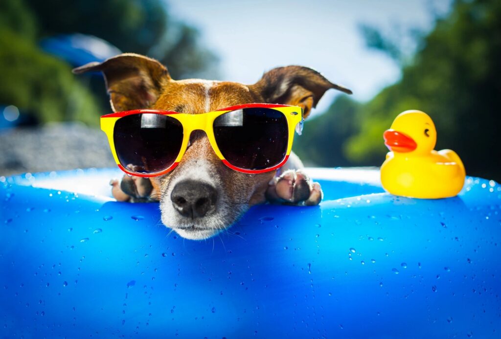 Dog in pool wearing sport sunglasses looking out and waitin for a question.