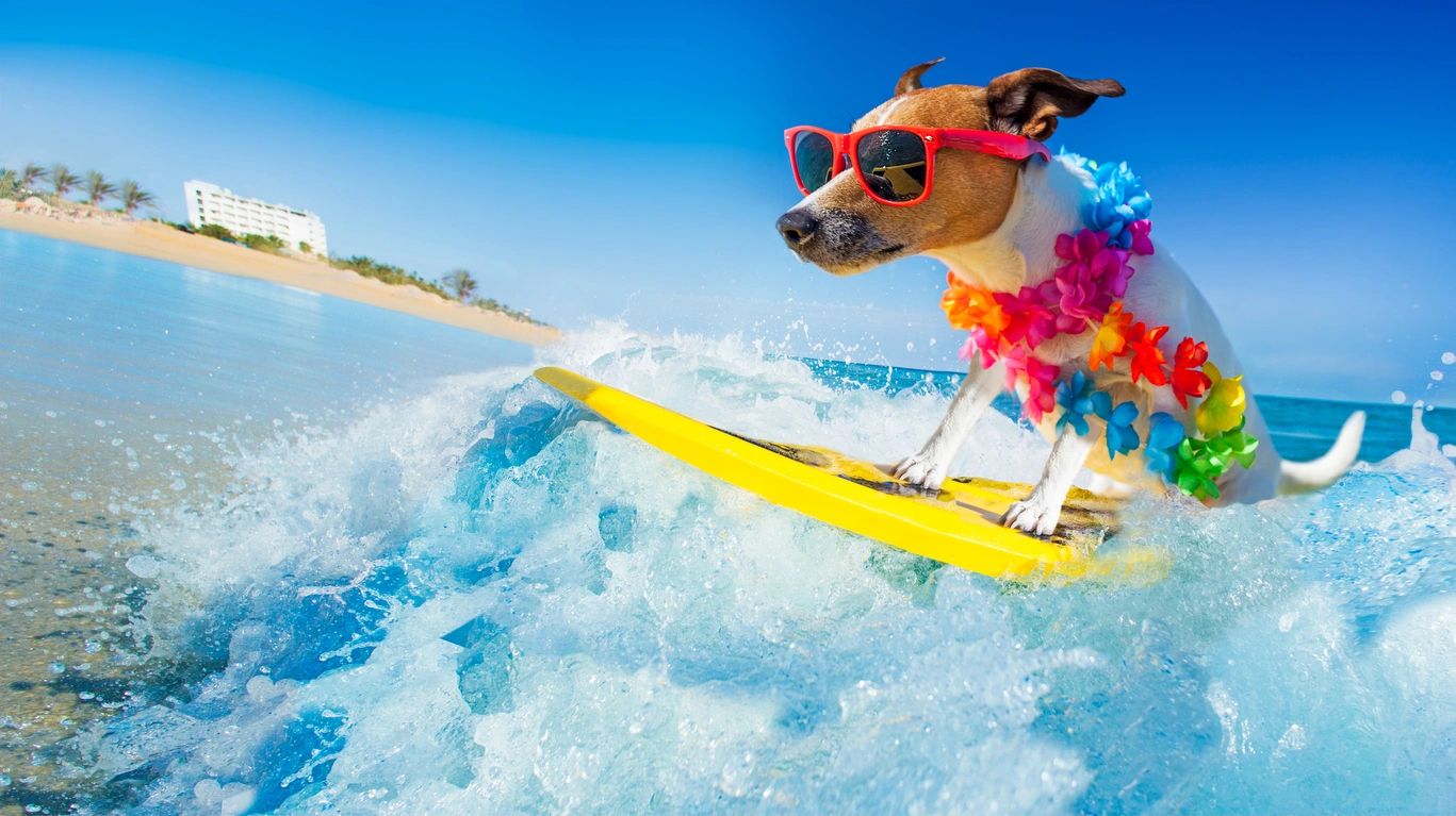 Surfing dog with googles riding a wave